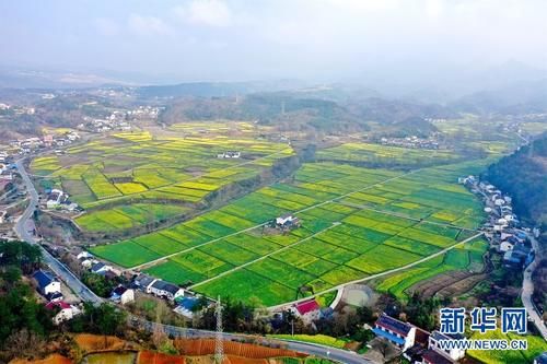 湖北宜昌：油菜花开 瞰春如画（组图）