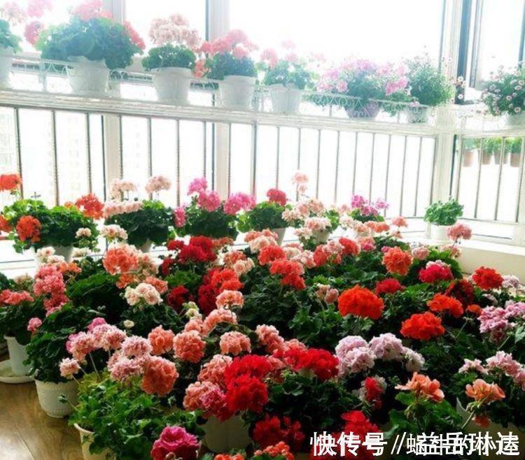 栀子花|4种花不怕冷不怕热，好养又漂亮，养家里，1盆顶5盆