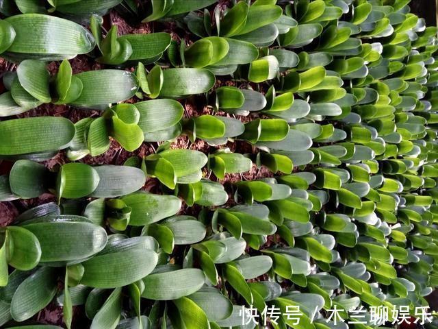 君子兰籽|30元买一斤“君子兰籽”，养1月“出苗”100棵，瞬间变“大户”