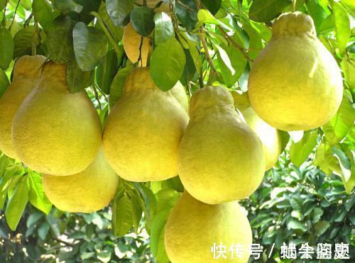 清肠排毒|常吃柚子的人,身体不会差,但有2个禁忌要了解,早知早好