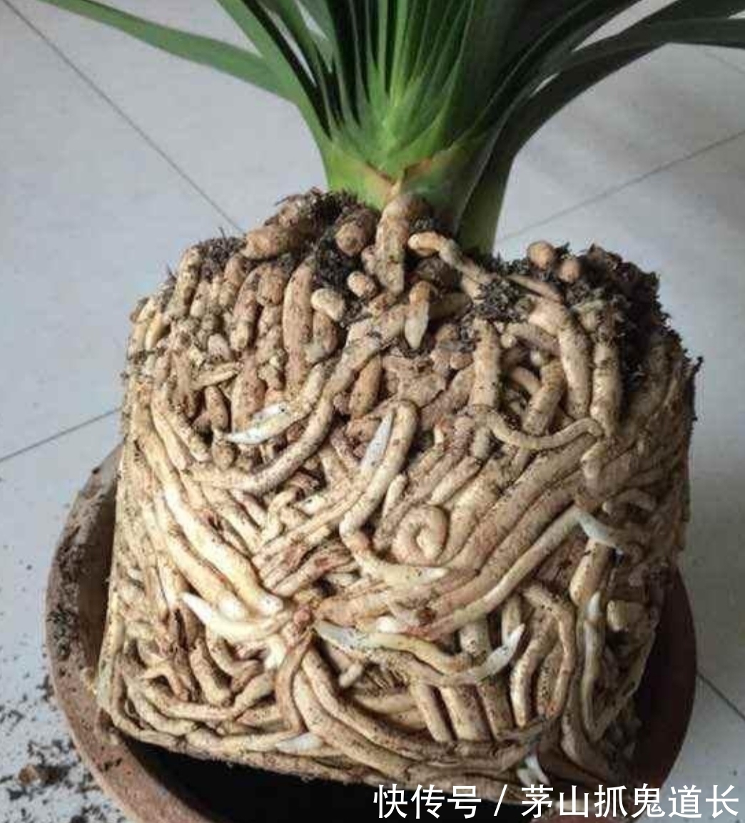 花卉换盆,让很多人忽视的“3个小细节”,处理不好,后期出问题