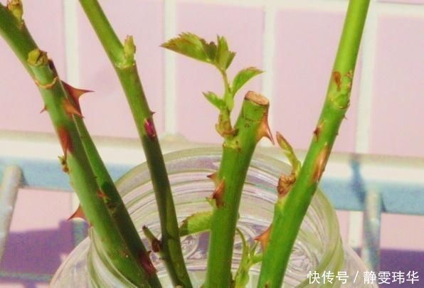 有5种万能“扦插水”,制作方便,不管什么插穗,只要一泡就生根