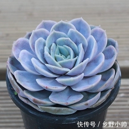 小帅|这些蓝色系多肉，简直像天使身边的小精灵，太美了