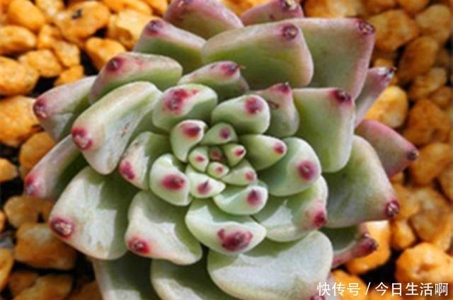 多肉长得快不快，土壤很关键，多肉分类配土的7种方法！