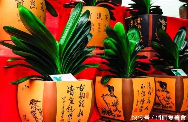 叶芯|君子兰一直长不好,跟“换盆”有关系,很多人都做错了