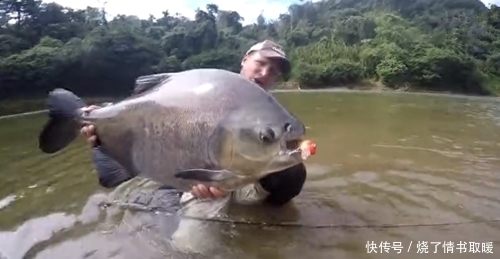 钓鱼高手!鱼竿质量好就行,鱼线不需太粗,野河钓获大鱼,幸运了
