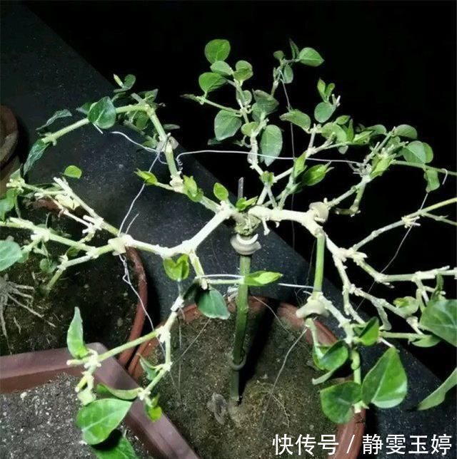 养茉莉花，剪几刀，拉个枝，茉莉新芽呼呼窜，花开满树，又多又香