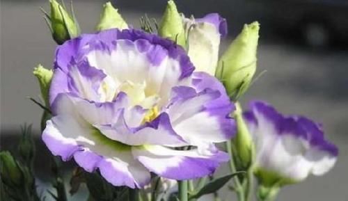 光照|谁见了都喜欢的4种花,好养又漂亮,四季开花,阳台变“花海”!