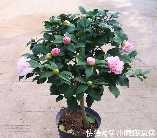 秋天|花市买茶花,回家一定要换土,“中间”有门道,不换土养不活