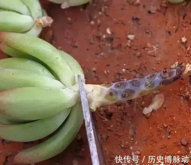 养多肉,杀菌不可少,利用好杀菌剂,养多肉不烂根,没有虫害