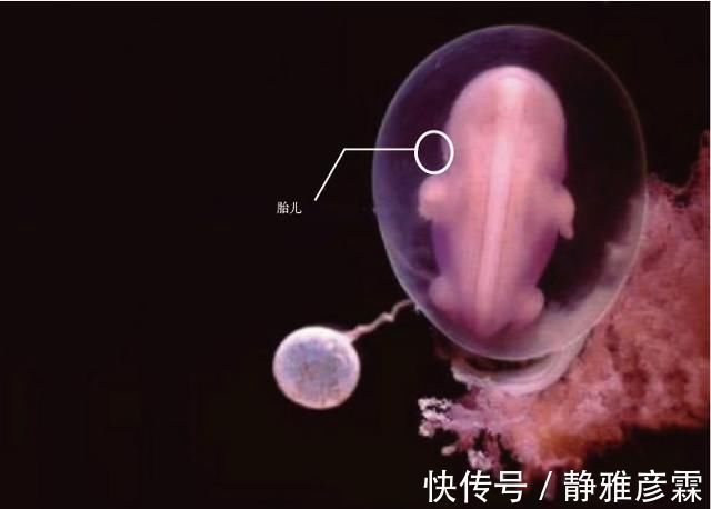 精子|胎儿是如何形成的10张图带你直观了解,看看生命有多神奇