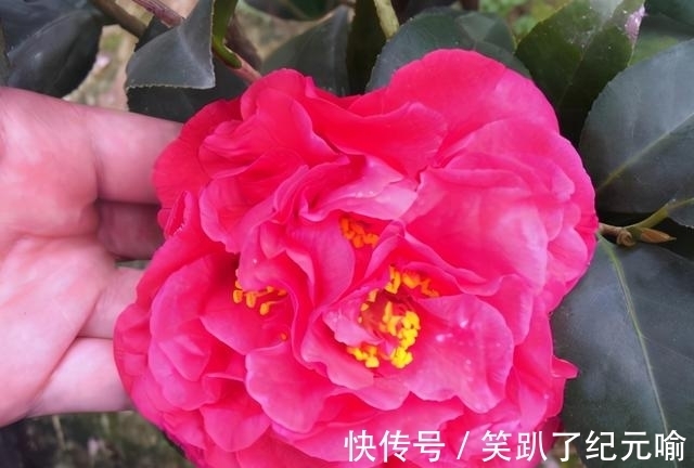 月季|不要只会种月季,这种花开花多还容易养活,快来看看吧