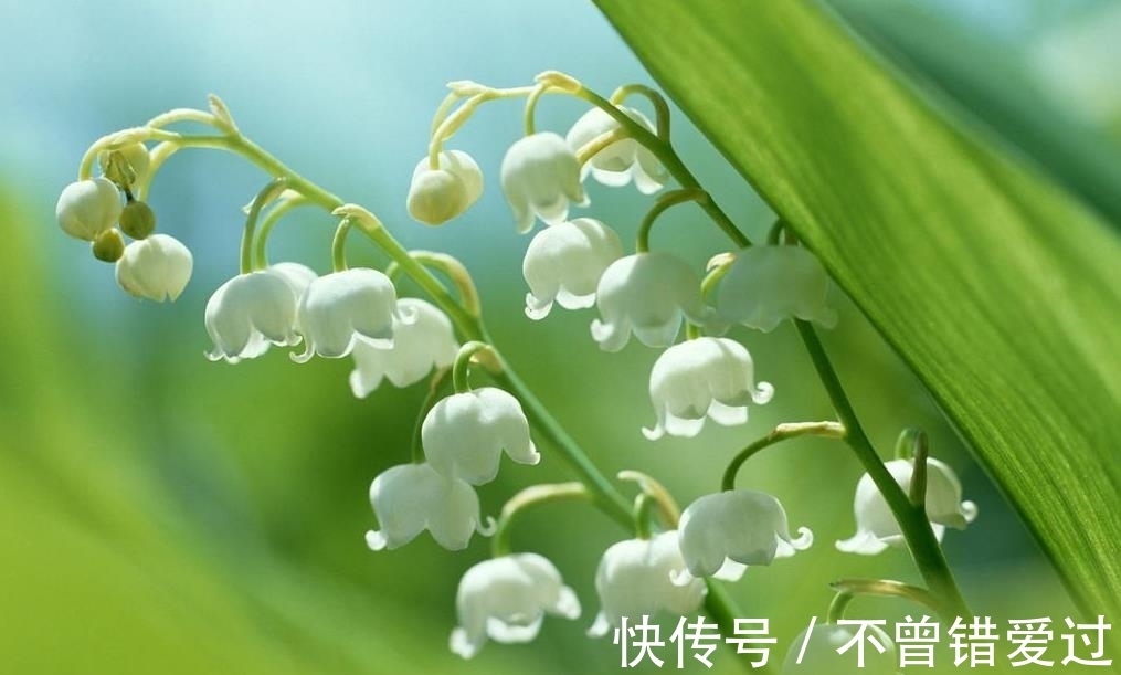 4种耐寒的花卉,零度以下也能活!低温区也可以养花了