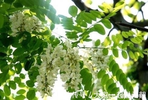 祛风湿|十个人九个腰疼，此花每天泡水喝，祛风湿通经络，让身体棒棒哒！