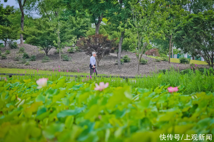 辰山植物园|辰山植物园的荷花开了，6月中下旬将迎来最佳观赏期