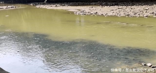 河道|普宁河道干涸，大量繁殖期罗非鱼搁浅河道，有人一筐筐捞走