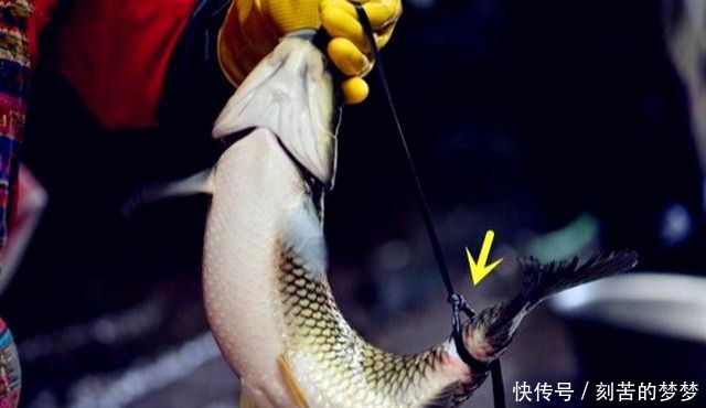 高手在民间,福建弓鱼术,能让鱼离水几天不死,是真的吗