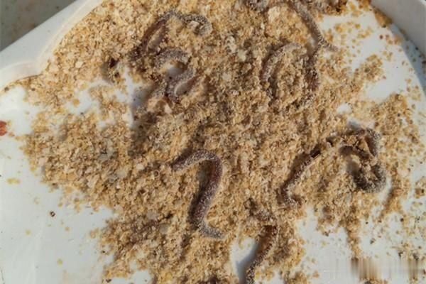 秋冬季节挂蚯蚓钓鲫鱼,调漂用这些方法就对了,简单快捷准确