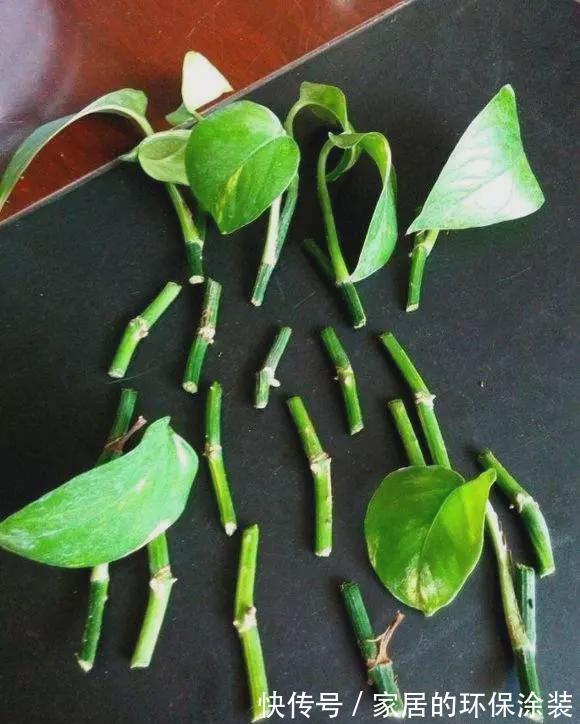 进入10月，建议扦插5种花，温度适宜利于生根，成活率直线上升