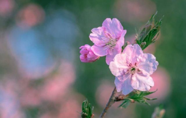 好时光、畅我心怀。见桃花敛，梅花落，杏花开