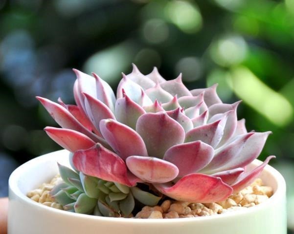 新手|3种花盆遇到带回家,养护多肉事半功倍,新手也能养出好状态