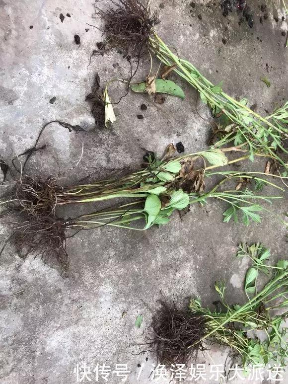 种花|3种花人称“夏必死”，买一盆死一盆，新手小白别忽视