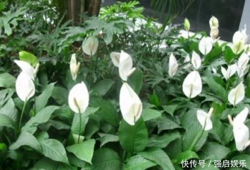 薄荷|3种“室内花”好看又好养,一月不管也能赏花,还去异味、吸烟尘