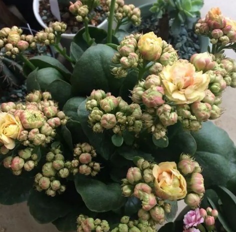 长寿花最爱这“2种料”,换盆多放点,越养越旺盛