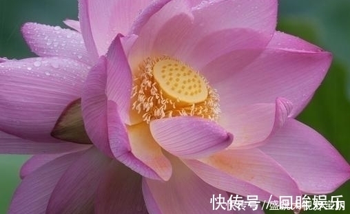 菡萏!荷花有33个名字,不说不知道,12首经典古诗词,都是写荷花的