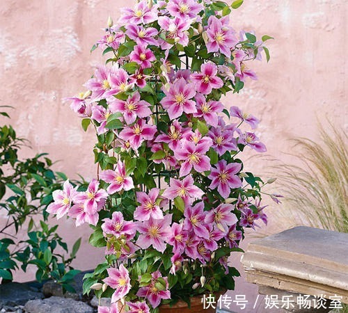 邻居|有个小院子,定要种上5种花,轻松开出花海,邻居看了羡慕!