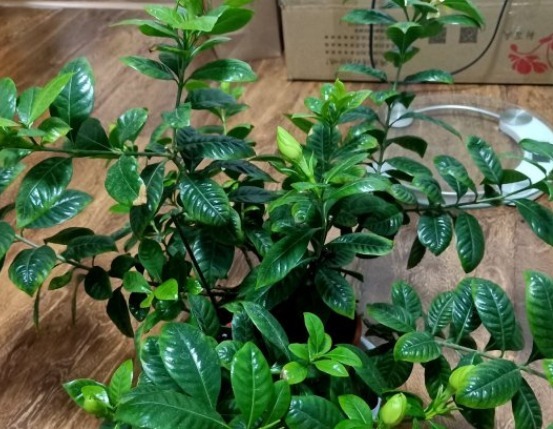 植物|花店老板打死都不愿意说的秘密养花草怎么防治烂根黄叶