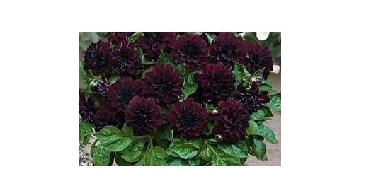 满天星|不会养花不要紧!以下植物埋土里就能爆盆,比绿萝还容易养!