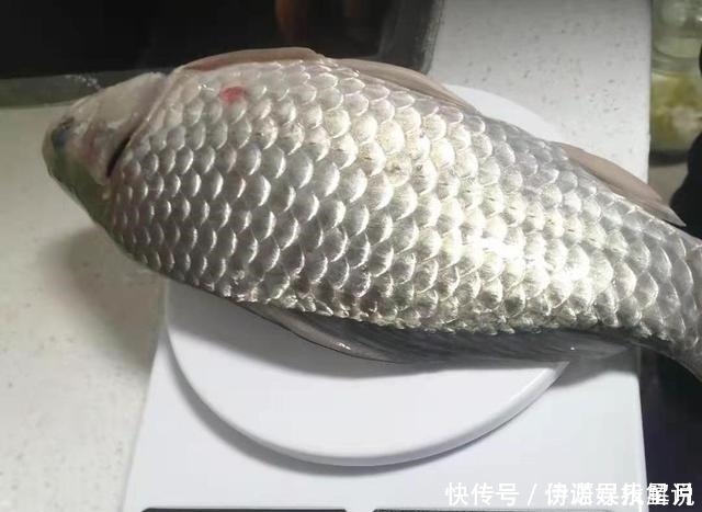 钓鱼|钓鱼三大策略,懂技术的人都在遵循,钓鱼新手必备!