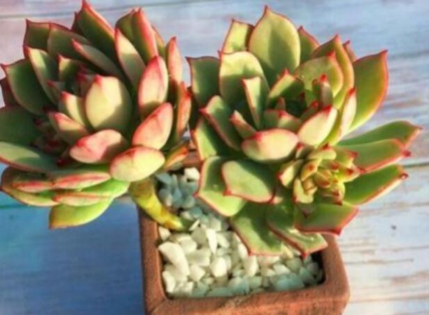 冬季养多肉怎么浇水好,什么情况下需要断水,3个方法解决