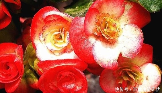 夏季选盆 秋海棠 吧 花语 温和美丽 花色艳丽 历史悠久 快资讯