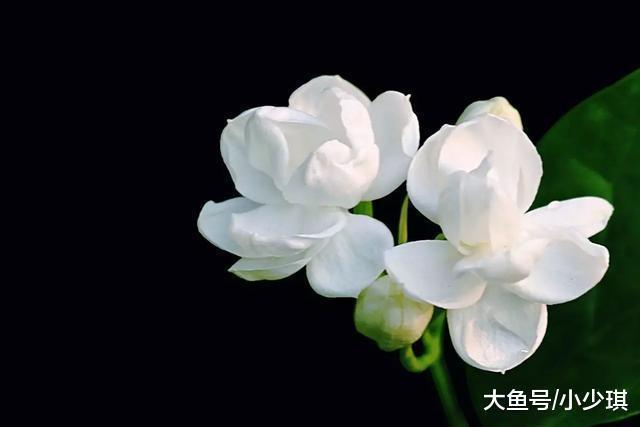 梅花|千古绝对! 上联 梅花、桂花、菊花、茉莉花, 下联经典到爆!