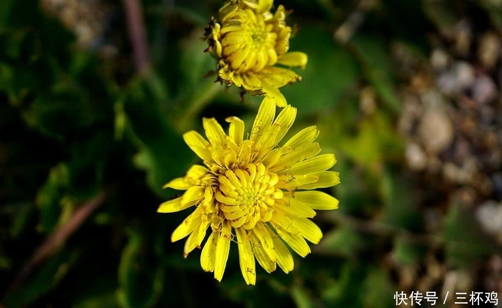  金刚|墙缝里的这种野草，不要小瞧它，价值相当高，人称“八大金刚”