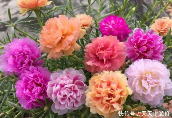 养花就养个花期长的,花大色艳,花朵粉嫩丰腴,绚丽夺目
