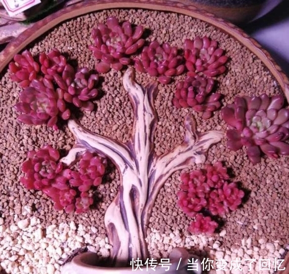 关于多肉拼盘,4个要点不能忘,不然很难养好