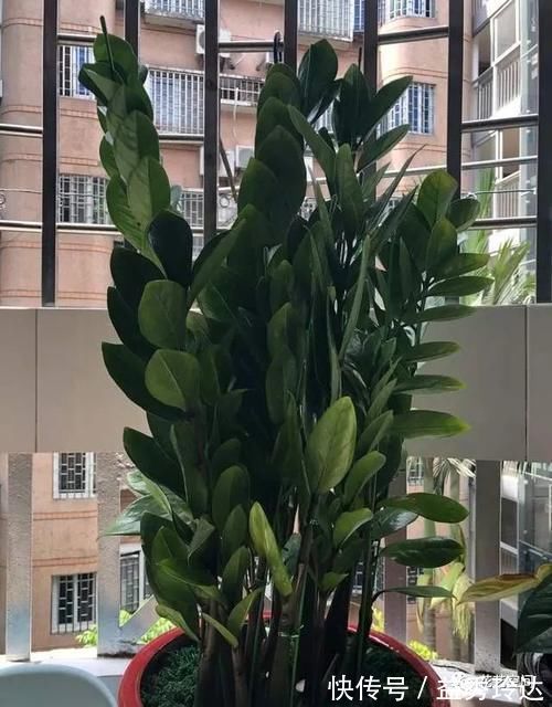 花盆|盆栽金钱树,记住“5句话”,叶子个个闪亮,萌芽更快!