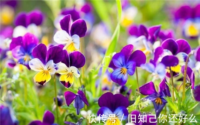 三色堇|此花是一种代表了美丽的花,也是对严防的思念,就像是猫脸一样