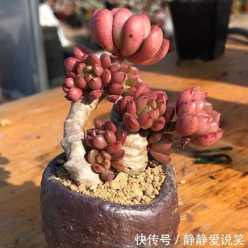 精致|红粉佳人悬崖桩、直立桩都漂亮,我更喜欢直立桩,像精致的艺术品