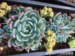 多肉植物不长个教你一个小技巧,呼呼冒出一堆新芽