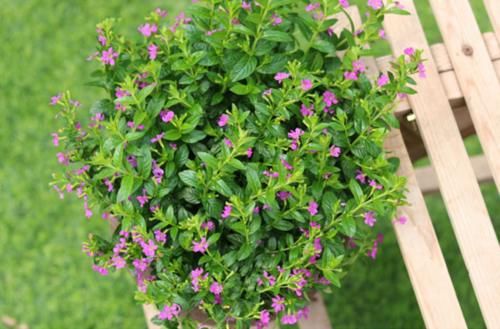 冬季|紫花满天星怎么过冬?它在冬季会死亡吗?几点基础养护你要知道