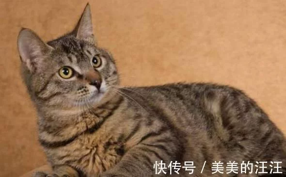 狸花猫在国外地位很高，为啥在国内却”