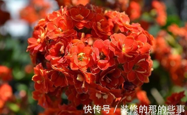 长寿花轻轻一碰就掉叶子，是这几个方面的情况造成的，要及时处理