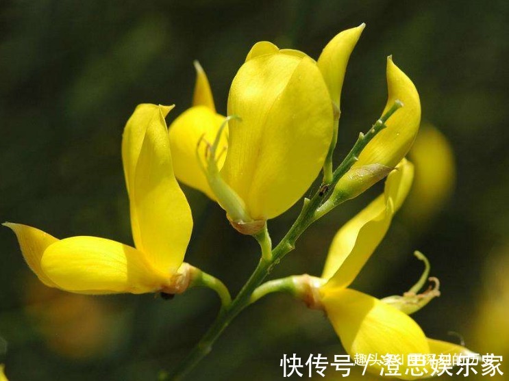 紫雀花|此花花色金黄,妖娆的花姿宛如展翅欲飞的金色雀鸟,格外璀璨夺目