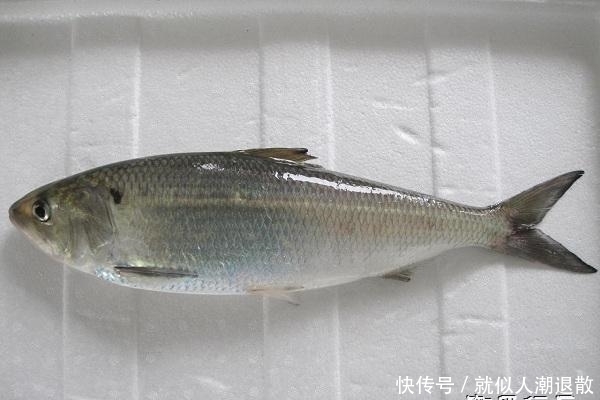 河鲀|中国最贵的鱼,一个吃不起一个不敢吃,还有一个吃没了