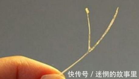 溶解|吃鱼被”鱼刺“卡,一定不要在”喝醋“了,唯有此样取鱼刺才安全