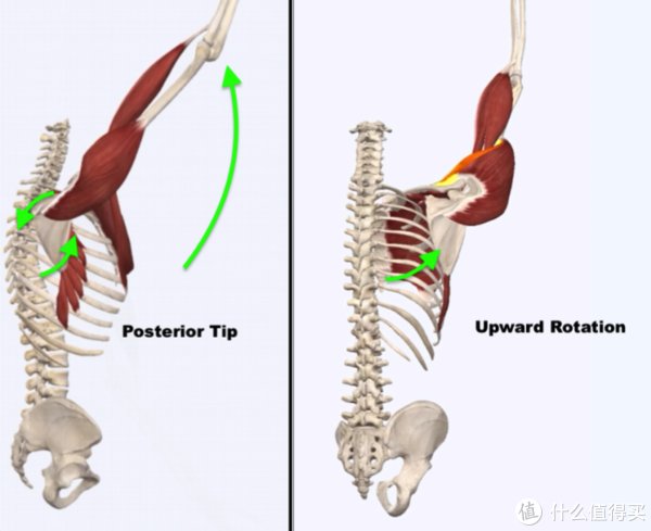 手臂|肩胛骨不稳定？你需要练练这块肌肉！